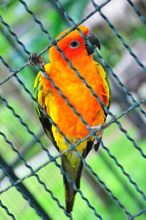 parrotの写真素材