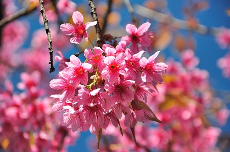 Sakura flower blooming in mountain , ChiangMai Thailand  の写真素材