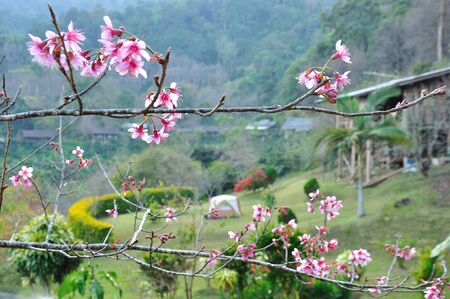 akura flower blooming in mountain with camping , ChiangMai Thailand  の写真素材