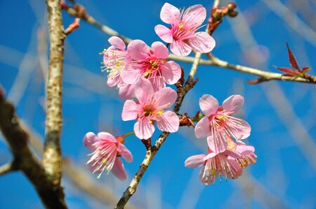 Sakura flower blooming in mountain , ChiangMai Thailand  の写真素材