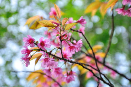 Sakura flower blooming in mountain , ChiangMai Thailand  の写真素材