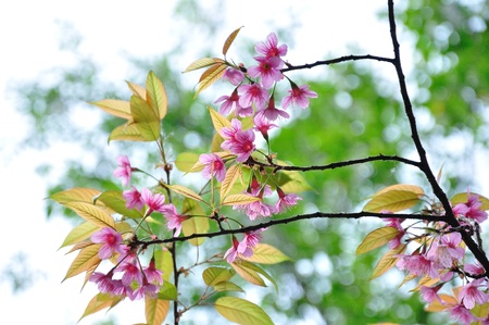 Sakura flower blooming in mountain , ChiangMai Thailand  の写真素材