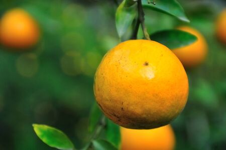 Orange tree clsoe-upの写真素材