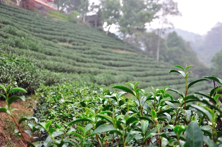 Tea tree being grown in the plantation の写真素材