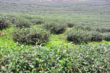 Tea tree being grown in the plantation の写真素材