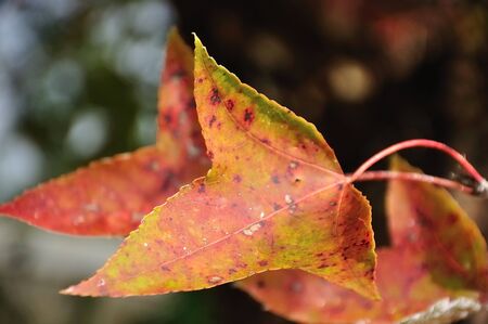 Autumn leavesの写真素材