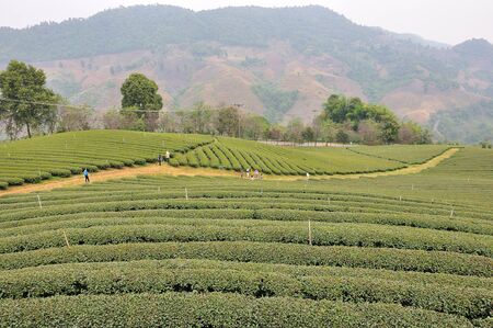 Full of tea trees on hill, asiaの写真素材