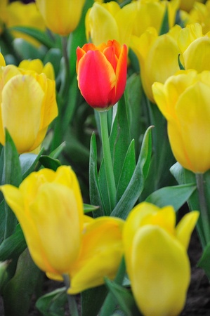 Yellow tulips and one red の写真素材
