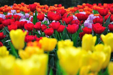 Red,Yellow and Orange beautiful tulips fieldの写真素材
