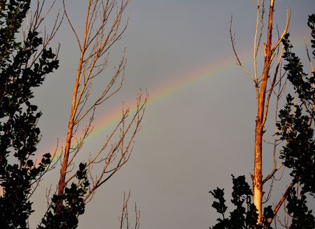Rainbow between trees at campground after rainstorm in Livingston Montanaの写真素材
