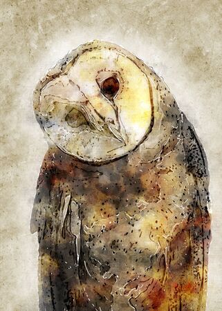 Owl Vintage Watercolor Wall Artの写真素材