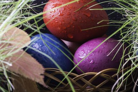 eggs hidden in the grassの写真素材