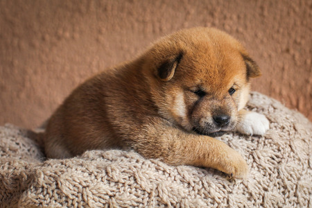 Portrait of cute red colored shiba inu puppy dog in basket. Lovely Japanese dog. A happy domestic pet.の写真素材