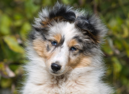 Sheltie puppy close up portraitの写真素材