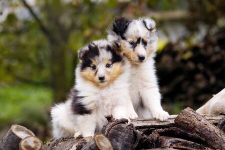 Two blue merle sheltie puppies sitting close each to other outdoor. They looks very attractively, fluffy and cute.の写真素材