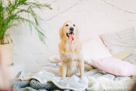Pale labrador set and smiling in the bed between blanketsの写真素材