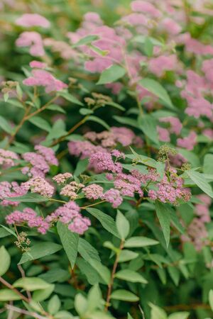 Delicate airy pink small flowers on a Bush close-up, beautiful flowers in a summer garden, natural...