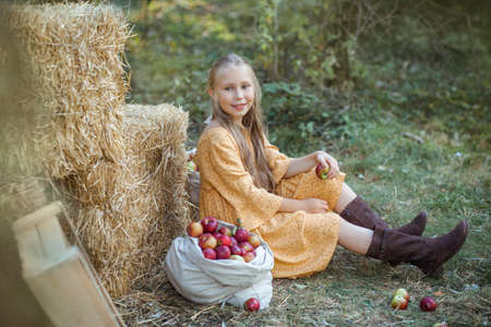 Nice girl sits near a lot of fresh apples that have just been collected in bagsの写真素材