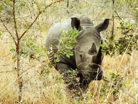 Rhino Standish in the Busch fieldの素材