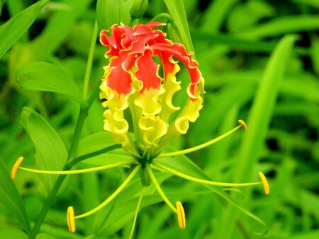 Red - Yellow Folwer 2の写真素材