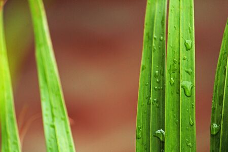 Water droplets on a plant
