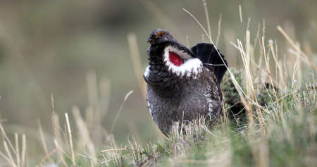Dusky grouse(Dendragapus obscurus) in yellow stone national parkの写真素材