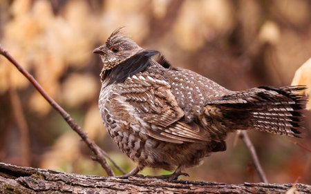 Ruffed Grouse, Bonasa umbellus, the state bird of Pennsylvania, upland game bird huntingの写真素材