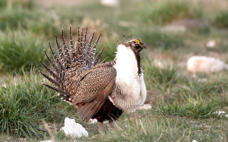 Greater Sage Grouse, Centrocercus urophasianus, performing spring mating display on the lek (breeding grounds) , endangered, threatened species of upland game bird hunting in the western United Statesの写真素材