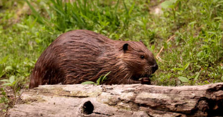 North American beaver in a pond in Grand Teton National Park, Wyoming