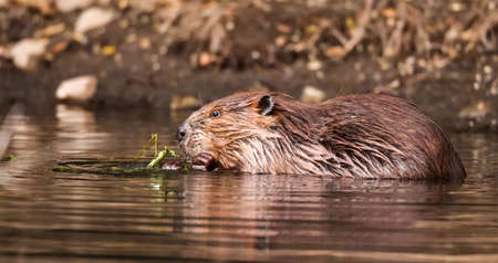 North American beaver in a pond in Grand Teton National Park, Wyoming