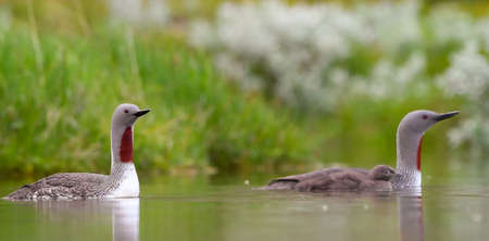 Red throated diver family with babyの写真素材
