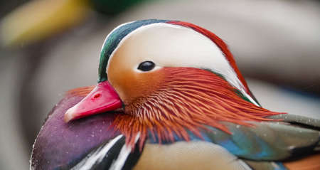 mandarin duck (Aix galericulata). A perching duck species native to the East Palearcticの写真素材
