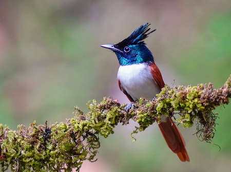 An Asian Paradise-flycatcher or Terpsiphone paradisi (Female) in the reserved forest in Thattekkad, Kerala, India.の写真素材