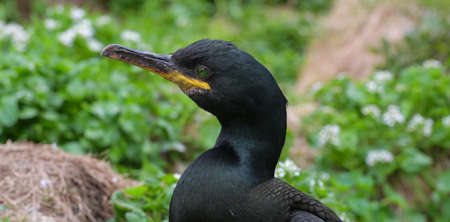 A portrait of European shag. Also known as common shag (Gulosus aristotelis)