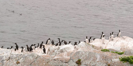 Common guillemot (Uria aalge) colony from Hornoya island, Norway. Also known as the thin-billed murreの写真素材