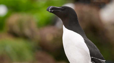 A close up shot of razorbil(Alca torda). Also know as Razor-billed auk or lesser aukの写真素材