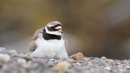 common ringed plover or ringed plover (Charadrius hiaticula) is a small plover that breeds in Arctic Eurasiaの写真素材