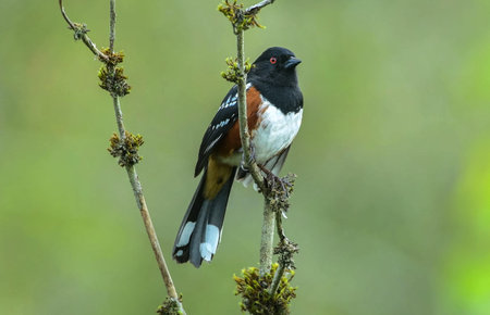 spotted towhee (Pipilo maculatus) is a large New World sparrowの写真素材