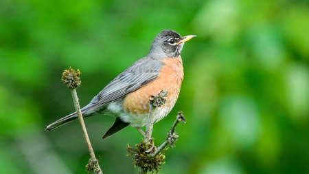 American robin (Turdus migratorius) is a migratory songbird of the true thrush genus and Turdidae