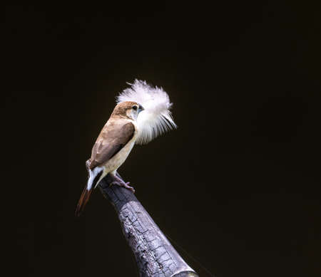 Indian silverbill or white-throated munia (Euodice malabarica) is a small passerine bird found in the Indian Subcontinentの写真素材