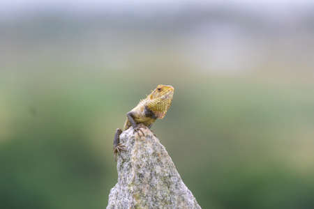 Oriental garden lizard, eastern garden lizard, Indian garden lizard, common garden lizard,...