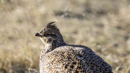 Sharp-tailed grouse (Tympanuchus phasianellus), also known as the sharptail or fire grouse. A medium-sized prairie grouse. One of three species in the genus Tympanuchusの写真素材