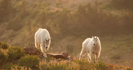 Mountain goat (Oreamnos americanus), also known as the Rocky Mountain goat, is a hoofed mammal...