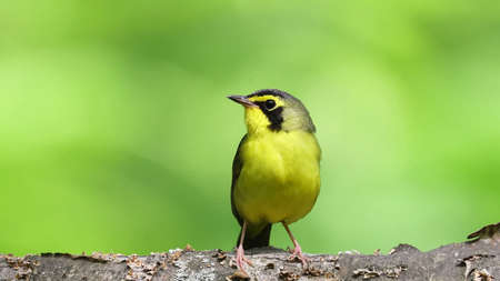 Kentucky warbler (Geothlypis formosa) is a small species of New World warblerの写真素材
