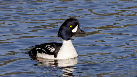Barrow's goldeneye (Bucephala islandica) is a medium-sized sea duck of the genus Bucephala, the goldeneyes. This bird was named after Sir John Barrowの写真素材