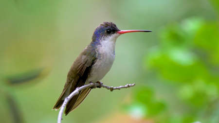 violet-crowned hummingbird (Leucolia violiceps) is a medium-sized hummingbird
