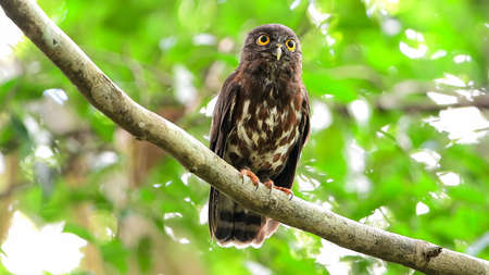 Brown hawk-owl (Ninox scutulata), also known as the brown boobook, is an owl which is a resident...