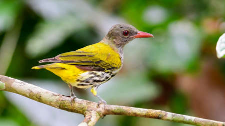 dark-throated oriole (Oriolus xanthonotus) is a species of bird in the family Oriolidae