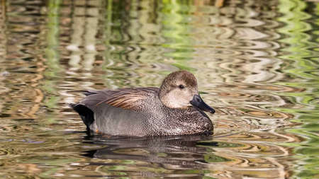 The gadwall (Mareca strepera) is a common and widespread dabbling duck in the family Anatidaeの写真素材