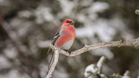The pine grosbeak (Pinicola enucleator) is a large member of the true finch family, Fringillidaeの写真素材